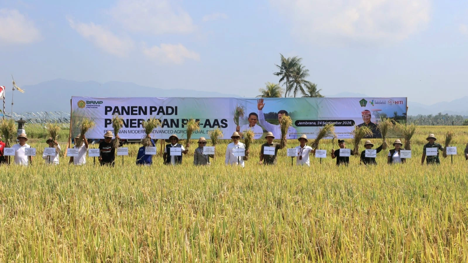 Pemkab Jembrana dan Kementan Terapkan PMAAS, Panen Padi Subak Tibubeleng Tembus 12,5 Ton per Hektar