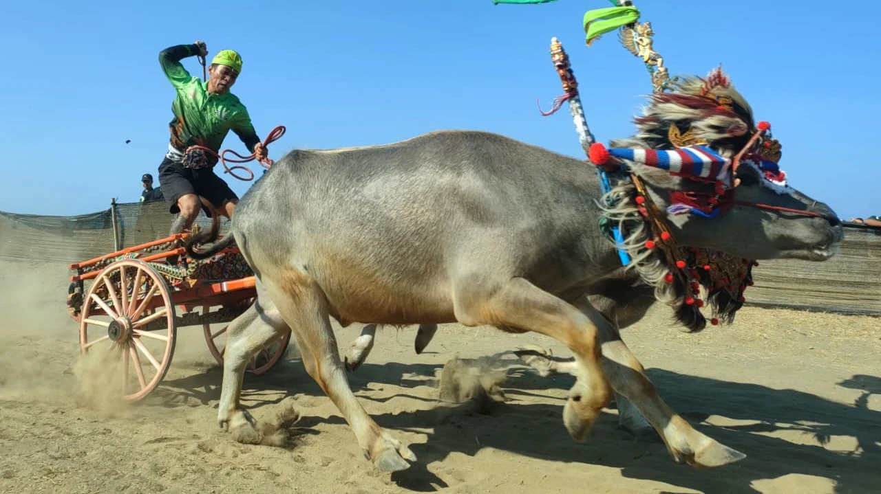Festival Makepung Jembrana Berlangsung Meriah, Persaingan Sengit Regu Ijogading Barat Dan Ijogading Timur Memukau Ribuan Penonton